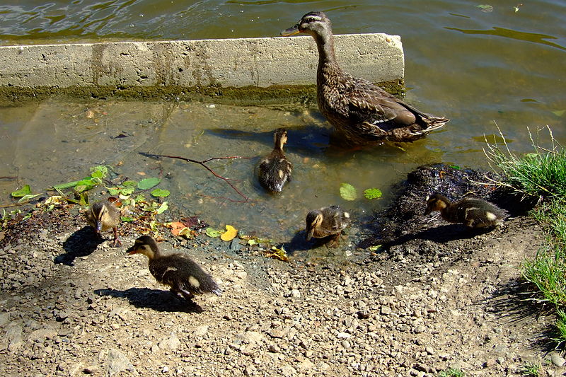 File:Wild duck family in Marian Valley in Brno-Líšeň.jpg