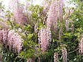 Wisteria floribunda 'Rosea'