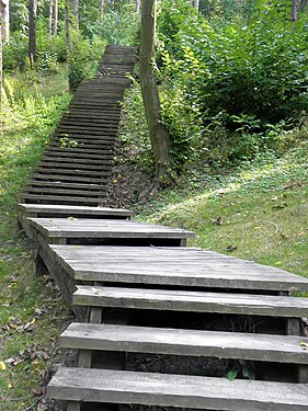 Wooden stairs in the woods