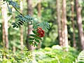 Sorbus (Rosaceae)