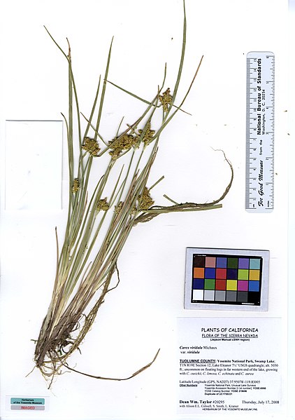 File:YOSE219616 Carex viridula ssp. viridula (5547806008).jpg