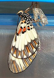 Side view of a male Acraea cabira recently hatched from its pupa Yellow-banded Acraea side 19 07 2010.JPG