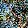 Yellow-tailed black-cockatoo searching for insect larvae in A. melanoxylon branches