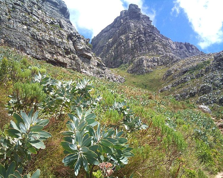 File:Young Waboom trees on Table Mountain - Protea nitida 2.JPG