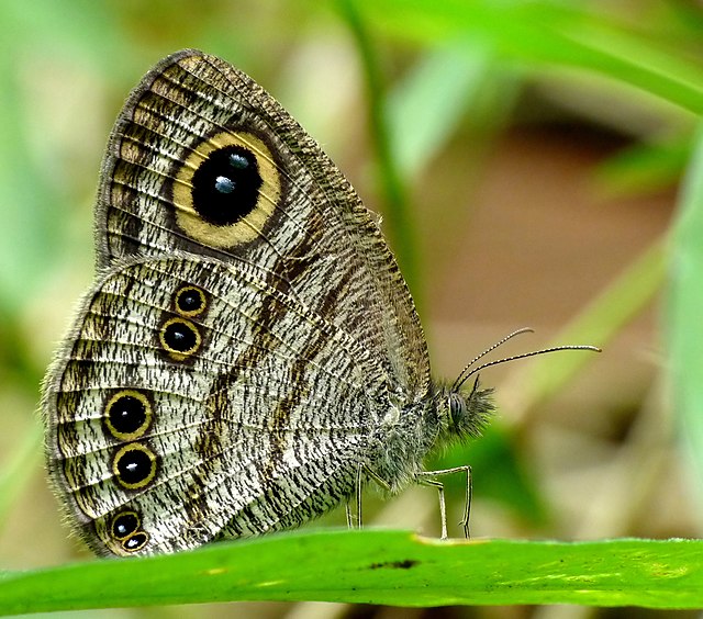 Широко распространённая в Индо-Малайском регионе бабочка Ypthima baldus из семейства бархатниц