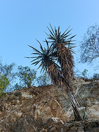 <i>Yucca capensis</i> Species of flowering plant