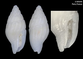 <i>Zafra dejugis</i> Species of gastropod