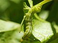 Zalissa catocalina larva.jpg