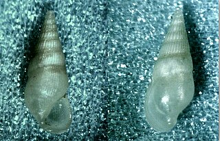 <i>Zebinella princeps</i> Species of gastropod