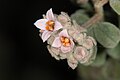 Pink pimelea, Pimelea spicata