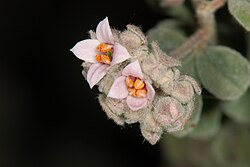 Pink pimelea (Pimelea spicata) is an endangered plant species native to New South Wales, Australia.