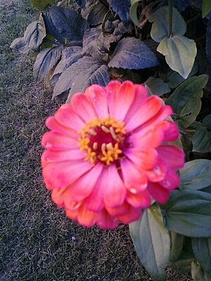 Zinnia planta de exterior.jpg