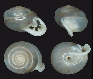 <i>Perrottetia phuphamanensis</i> Species of gastropod