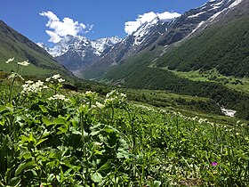 "Flowers Blossom at Valley of Flowers Chamoli, India" 58.jpg