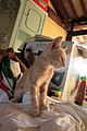 " 12 - ITALY - Cat ( Kitten ) 05.JPG