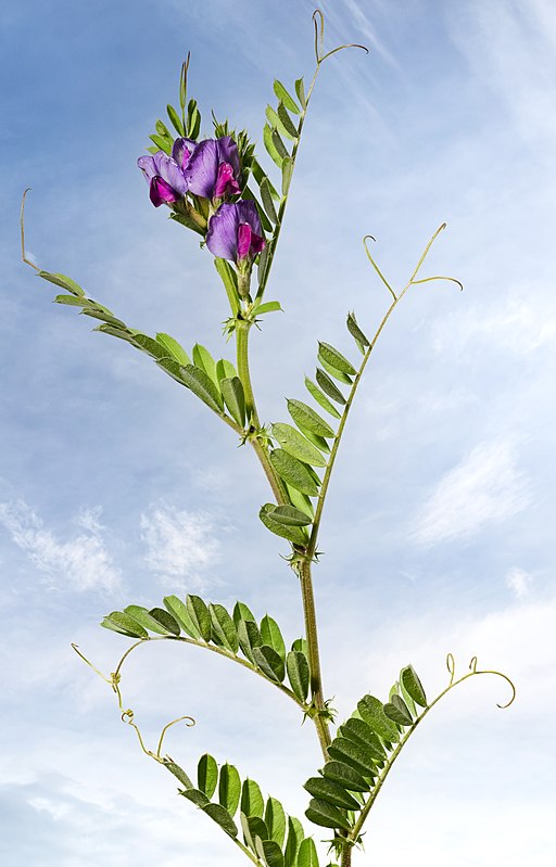 Горох яровой. Вика Яровая растение. Вика посевная (Vicia Sativa l.)семя. Вика горошек посевной. Вика растение бобовых.