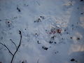 Ślady polowania małego ptaka drapieżnego (krogulca?) na śniegu w starodrzewie w Lesie Bemowskim