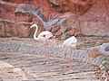 นกฟลามิงโก สวนสัตว์เชียงใหม่ Flamingo in Chiang Mai Zoo (2).jpg
