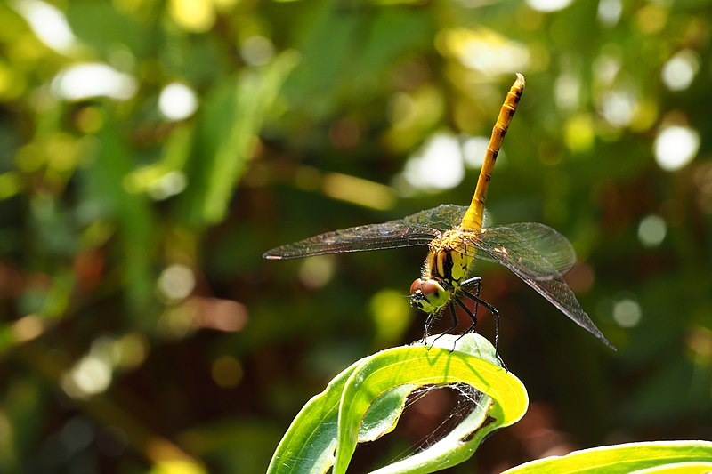 File:マユタテアカネ (Sympetrum eroticum) (15193962770).jpg