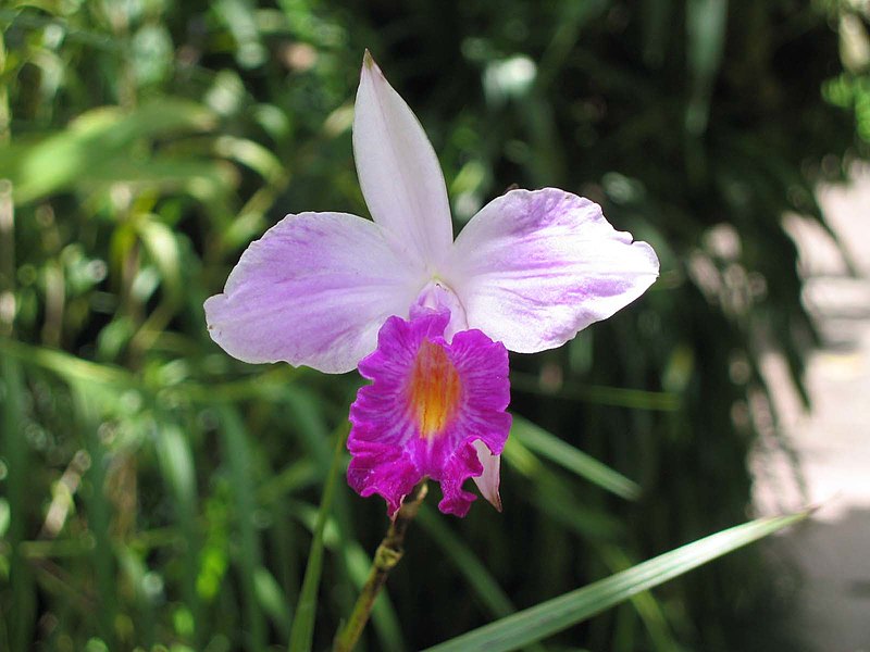 File:竹葉蘭 Arundina graminifolia -新加坡植物園 Singapore Botanic Gardens- (9198149139).jpg