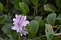 (Eichhornia crassipes) Flower DSC 0157.JPG