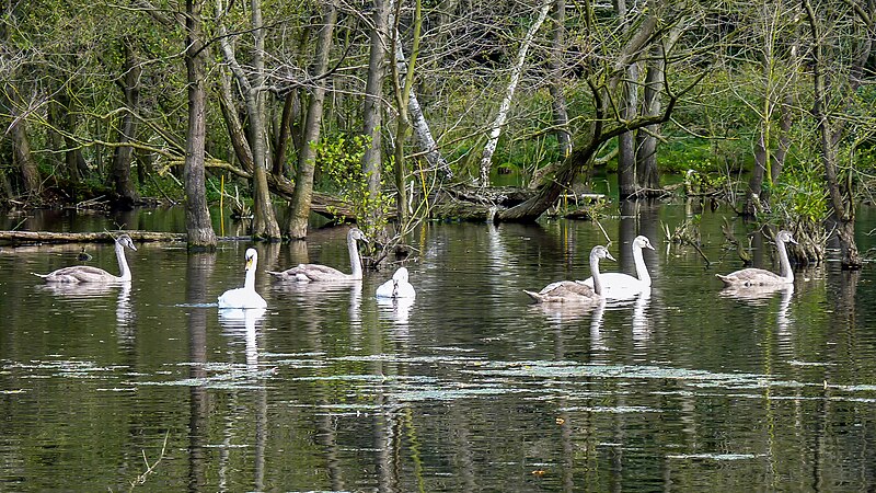 File:-18 Naturschutzgebiete und Nationalpark Eifel NRW,Rurmäander zwischen Floßdorf und Broich.jpg