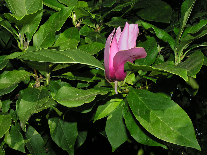 File:03-08-2006 Magnolio Bastavales Galicia 005.jpg