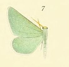 07-Iierochthonia alexandraria Prout, 1912.JPG