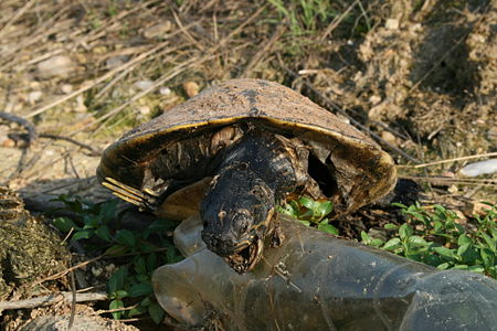 Fail:2008-08-01 Dead turtle at Brier Creek Reservoir 4.jpg