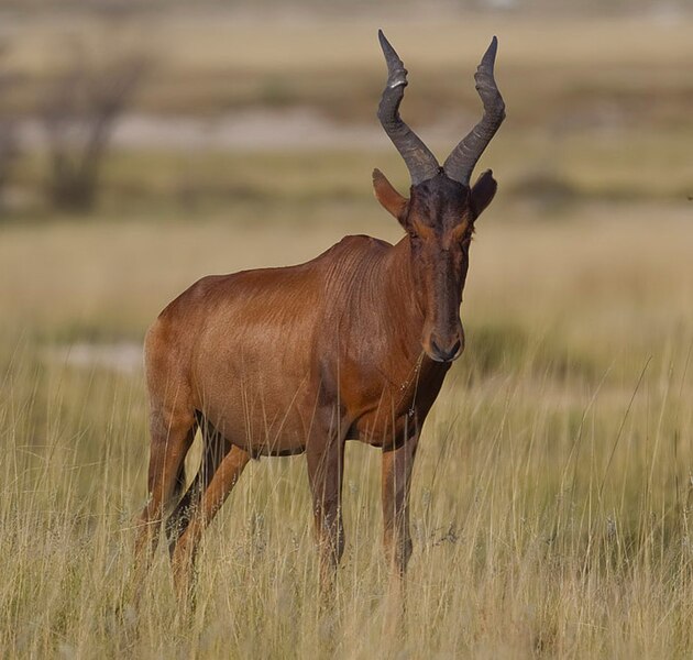 File:2011-Red-Hartebeest.jpg