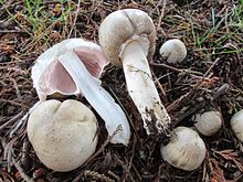 2012-06-24 Agaricus moelleri Wasser 230483.jpg