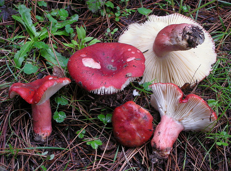 File:2012-12-29 Russula sanguinea (Bull.) Fr 298361.jpg