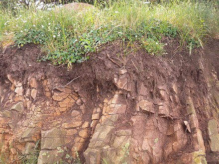 Cross section of rankers soil, with plants and protruding roots near the top