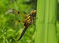 Vierfleck - Libellula quadrimaculata, Männchen