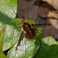 Großer Wollschweber - Bombylius major