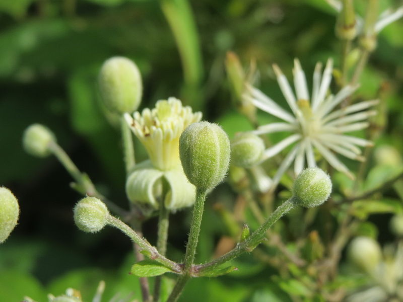 File:20140809Clematis vitalba2.jpg