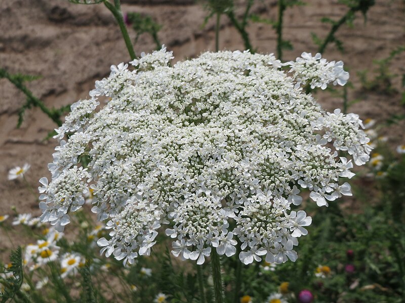 File:20150626Daucus carota2.jpg