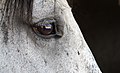 * Nomination Horses eye with reflection --F. Riedelio 06:02, 21 April 2022 (UTC) * Promotion  Support Good quality. --Steindy 15:14, 21 April 2022 (UTC)