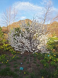 Cultivated specimen in bloom in Utah