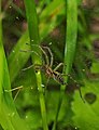 Labyrinthspinne - Agelena labyrinthica, Männchen