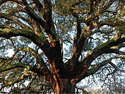 2018 winner ¨Whistler Cork Oak¨, Portugal.jpg