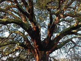 2018 winner ¨Whistler Cork Oak¨, Portugal.jpg