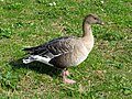 Thumbnail for Pink-footed goose