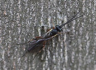 <i>Diadegma semiclausum</i> Species of parasitic wasp