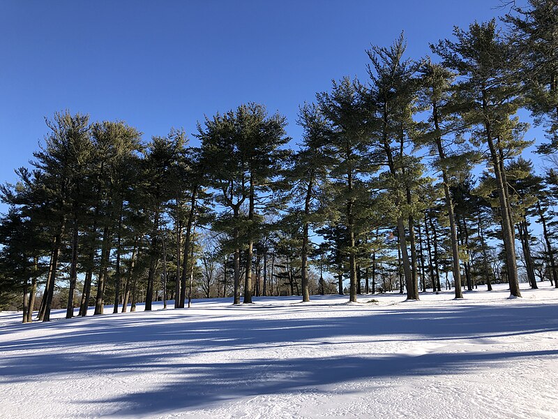 File:2024-01-21 14 39 29 A grove of Eastern White Pines adjacent to the 2nd fairway at the Mountain View Golf Course on a snowy day in Ewing Township, Mercer County, New Jersey.jpg