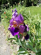 20240512 Iris Franciscan garden Katowice Panewniki 06.jpg