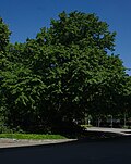 Thumbnail for File:2 Baumhaseln (Corylus colurna) (545) IMG 1403.jpg