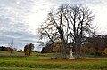 Naturdenkmal Kastanien