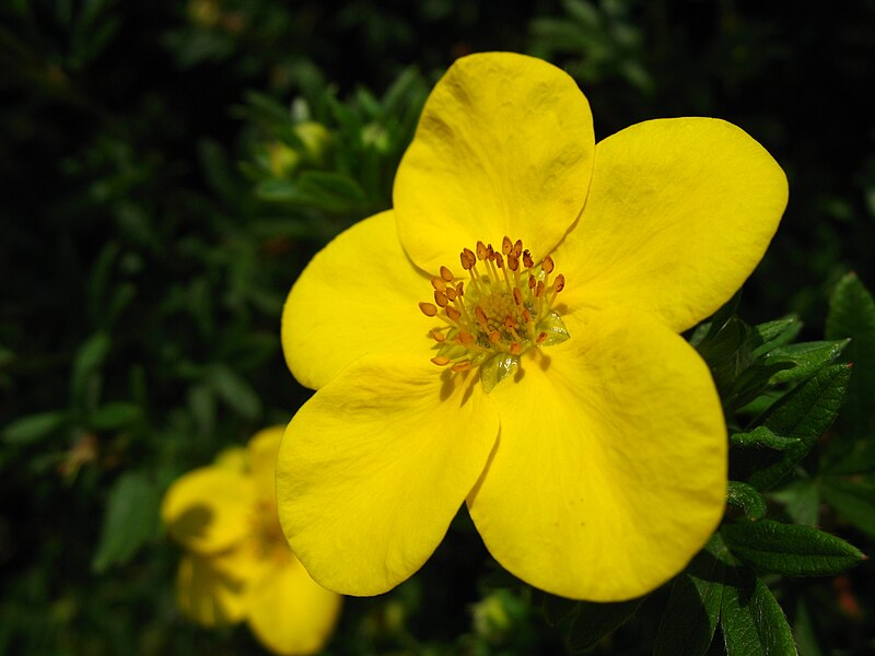 File:4183 - Thun - Schloss Thun - Flowers.JPG