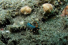 Description de l'image 48-EastTimor-Dive1 Behau Village 26 (Nudibranch Thuridilla-Gracilis)-APiazza.JPG.